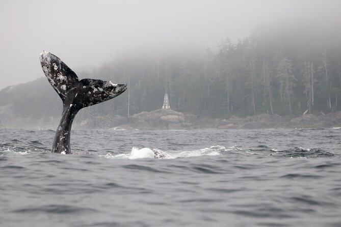 Parksville: Half-Day Whale and Wildlife Adventure - Why the small boat matters
