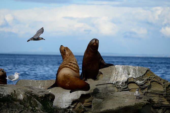 Parksville: Half-Day Whale and Wildlife Adventure - Is the C$155 price fair?