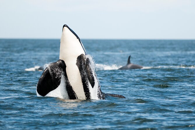 Parksville: Half-Day Whale and Wildlife Adventure - Should you book this Parksville whale tour?
