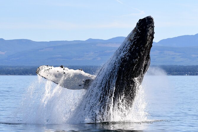 Parksville: Half-Day Whale and Wildlife Adventure - Searching for Biggs killer whales and humpbacks