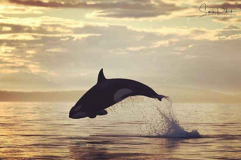 Parksville: Sunset Whale and Wildlife Adventure - Key points before you book