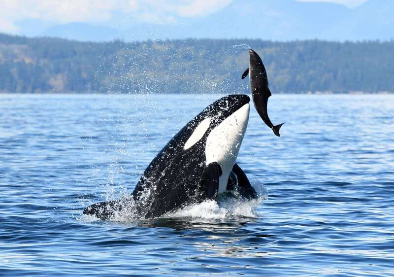 Parksville: Sunset Whale and Wildlife Adventure - Should you book the sunset whale adventure?