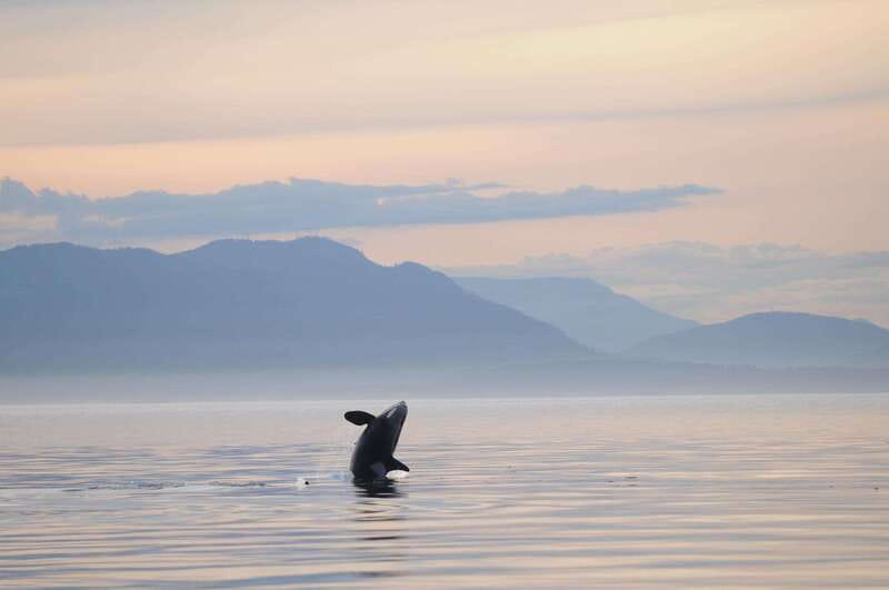 Parksville: Sunset Whale and Wildlife Adventure - Setting out from Parksville at sunset