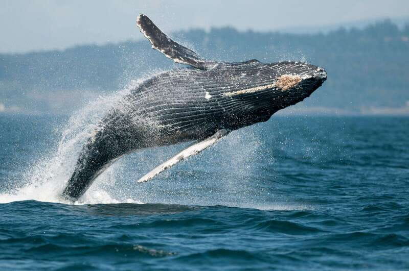 Parksville: Sunset Whale and Wildlife Adventure - The wildlife you may search for