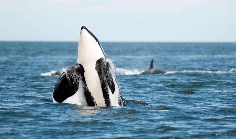 Parksville: Sunset Whale and Wildlife Adventure - Guides who bring research and camera help