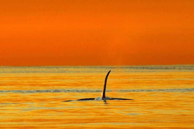 Parksville: Sunset Whale and Wildlife Adventure - What to wear and what comes with the $155 price