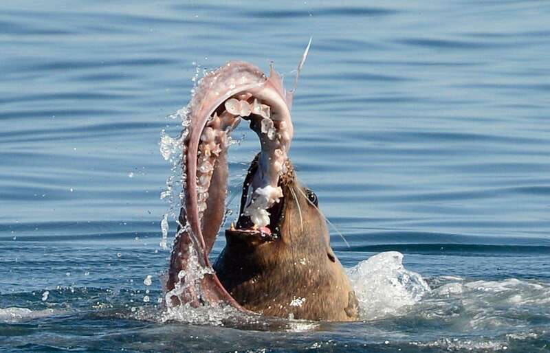 Parksville: Sunset Whale and Wildlife Adventure - When this Parksville whale tour makes sense