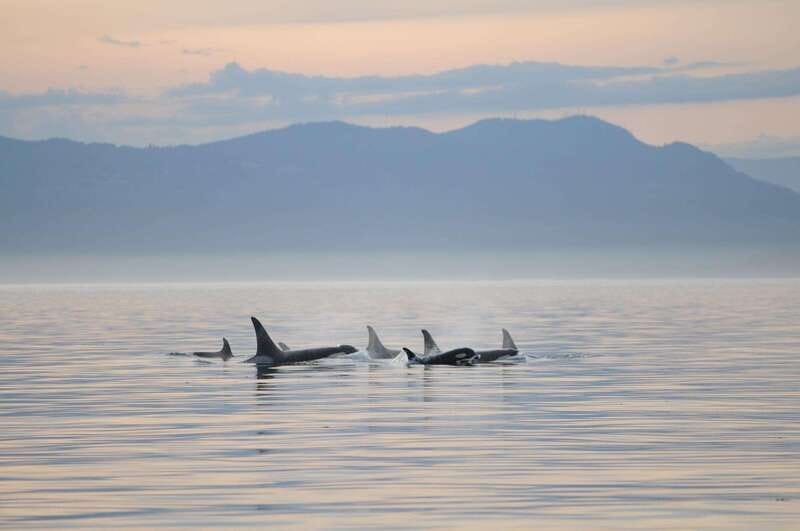 Parksville: Sunset Whale and Wildlife Adventure - Why the small boat matters