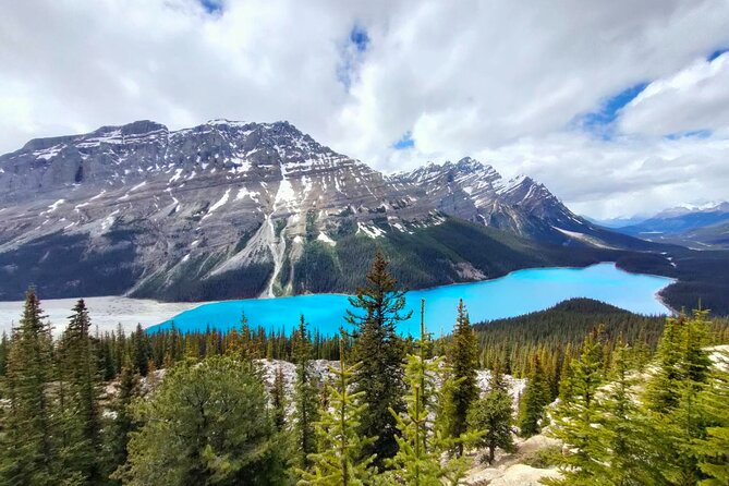 Peyto Lake, Bow Lake Lake Louise Moraine Lake Half Day Tour - Summer: Lake Louise and Moraine Lake