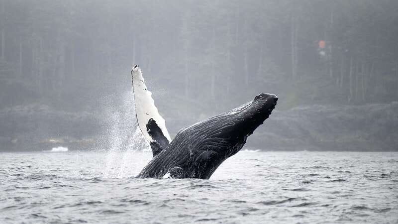 Port Hardy: Sea Otter and Whale Watching - Key points to know before you go