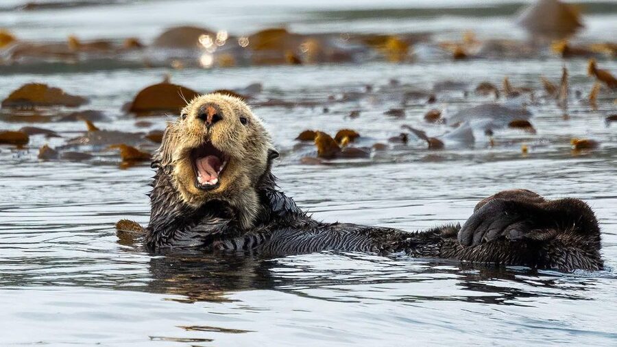 Port Hardy: Sea Otter and Whale Watching - Who should book this Port Hardy outing?