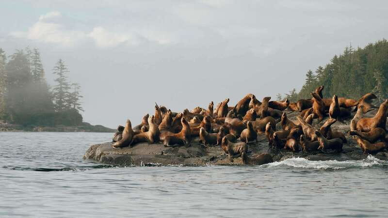 Port Hardy: Sea Otter and Whale Watching - Why Port Hardy is a strong base for wildlife watching