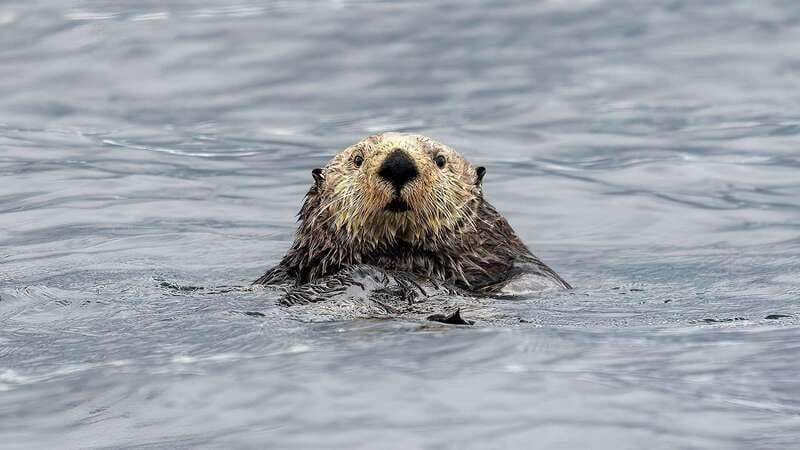 Port Hardy: Sea Otter and Whale Watching - What the custom RHIB feels like on the water