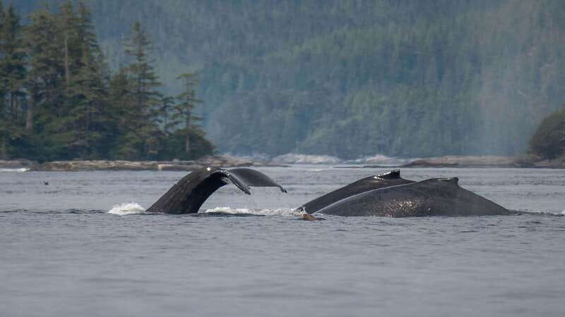 Port Hardy: Sea Otter and Whale Watching - Searching for sea otters, whales, and orcas