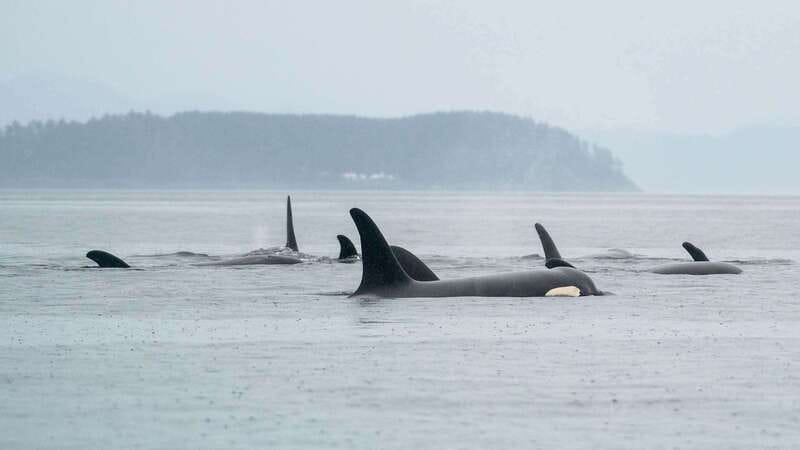 Port Hardy: Sea Otter and Whale Watching - Hearing whales through the onboard hydrophone