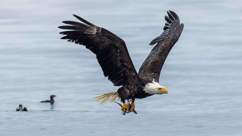 Port Hardy: Sea Otter and Whale Watching - Lunch, warm gear, and what to pack