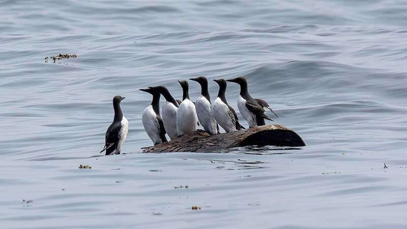 Port Hardy: Sea Otter and Whale Watching - Is $276 a fair price?