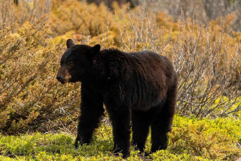 PRIVATE: Bear Country Hiking Tour - 4H Adventure - Why a private group changes the walk
