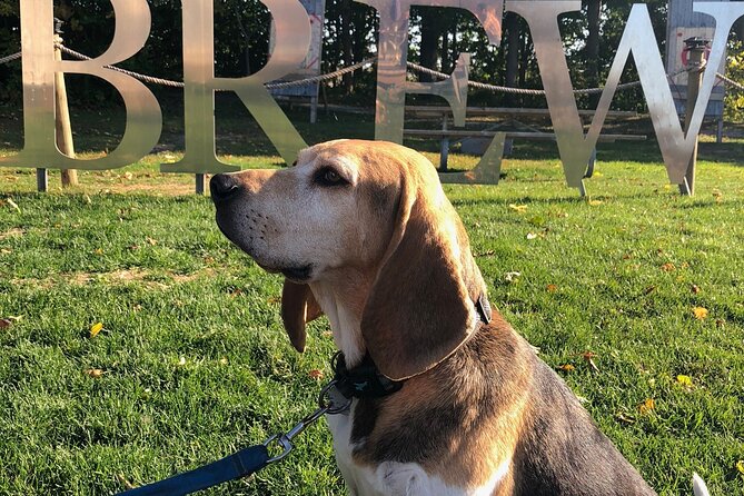 Private:Brewery, Winery, and Cider & Spirit Tastings Tour in SW Ontario - Bad Apple Brewing: a local brewery stop