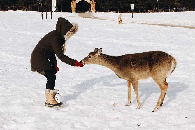 Private day tour to wildlife Parc Omega and Montebello lodge from Montreal - Why Parc Omega makes a better outing than a standard zoo