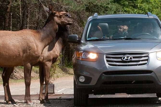 Private day tour to wildlife Parc Omega and Montebello lodge from Montreal - Why winter may be the best season