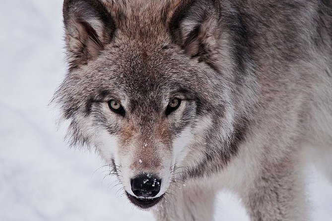 Private day tour to wildlife Parc Omega and Montebello lodge from Montreal - A short stop at Fairmont Le Château Montebello