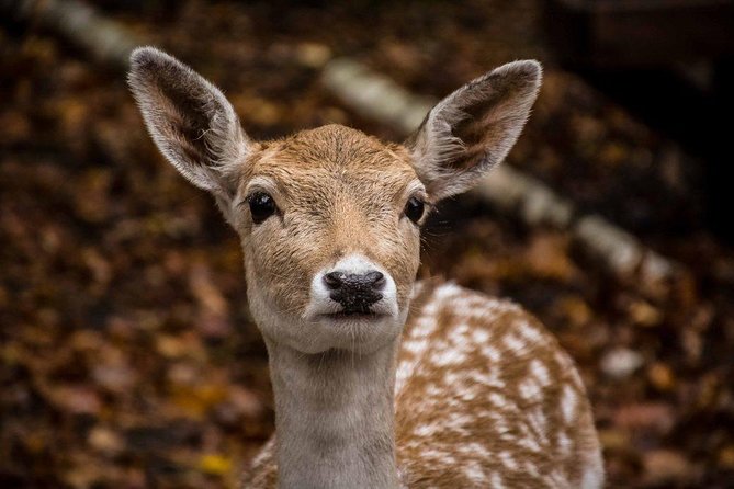 Private day tour to wildlife Parc Omega and Montebello lodge from Montreal - The guide can shape the whole day