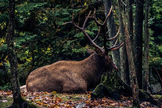 Private day tour to wildlife Parc Omega and Montebello lodge from Montreal - Is the $359 price fair?