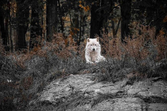 Private day tour to wildlife Parc Omega and Montebello lodge from Montreal - Who will enjoy this most