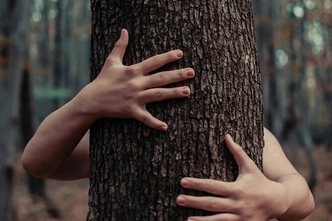 Private Forest Bathing Experience Connect with Nature - The tea ceremony adds a local finish