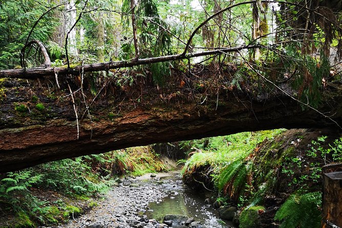 Private Guided Rainforest Hike in Victoria - Key points to know before booking