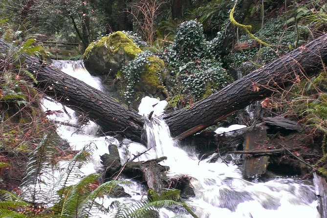 Private Guided Rainforest Hike in Victoria - A flexible way to see Vancouver Island forest