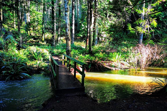 Private Guided Rainforest Hike in Victoria - Forest, coast, and wildlife in one outing