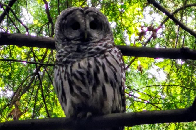 Private Guided Rainforest Hike in Victoria - Optional sights beyond the trail
