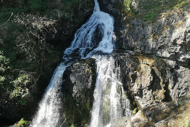 Private Guided Rainforest Hike in Victoria - What the guides add to the experience
