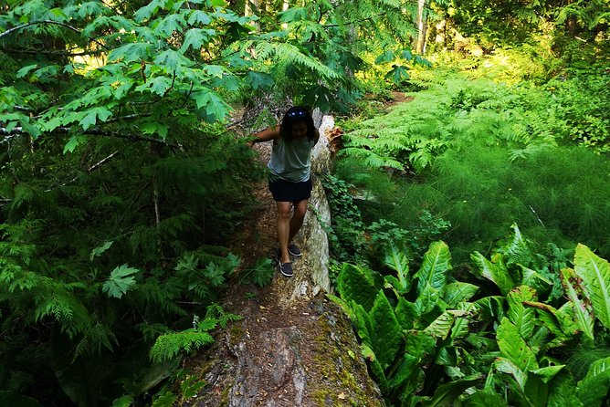 Private Guided Rainforest Hike in Victoria - Entering the old-growth rainforest