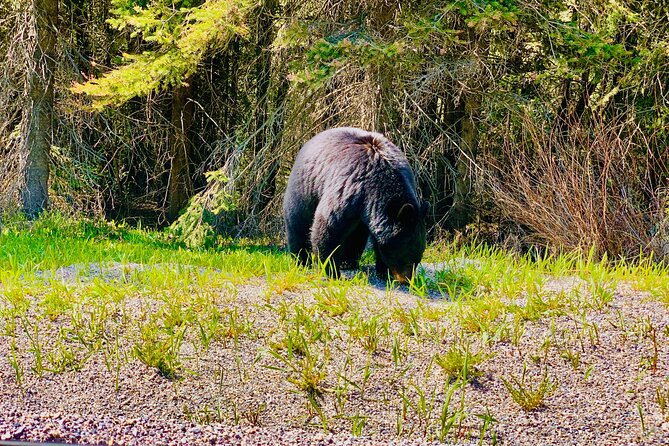 Private tour-Best of Banff: A Signature Journey in the Rocky(3HR) - A fast tour through Banff’s signature sights