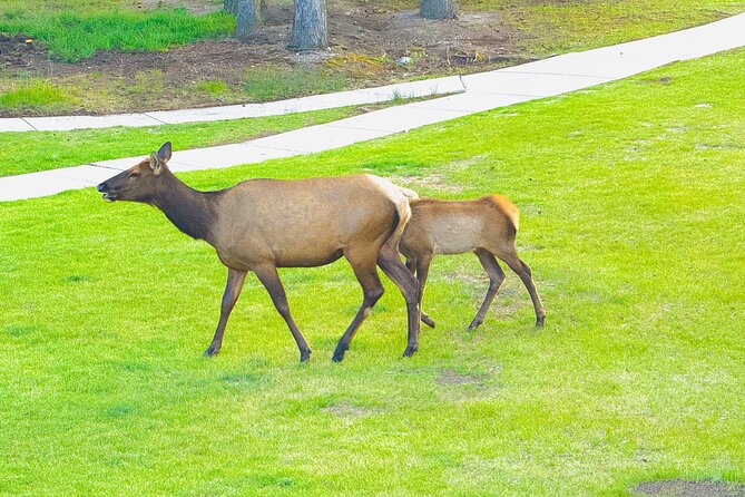 Private tour-Best of Banff: A Signature Journey in the Rocky(3HR) - Surprise Corner and the classic hotel view