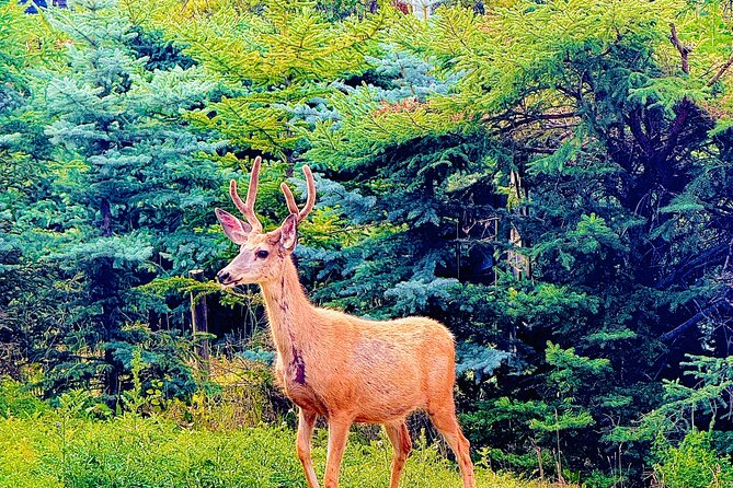 Private tour-Best of Banff: A Signature Journey in the Rocky(3HR) - What the private format is really worth