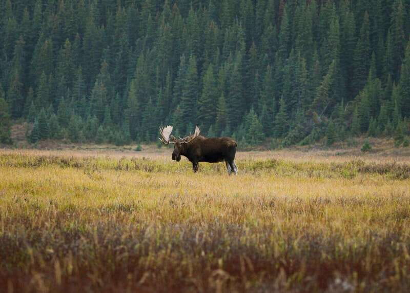 PRIVATE Wilderness and Wildlife Walking Tour - 3hrs - Booking details worth checking