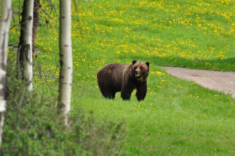 PRIVATE Wilderness and Wildlife Walking Tour - 3hrs - Riding to a less-used trailhead