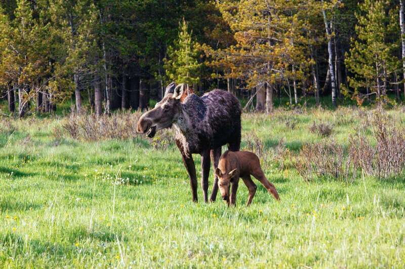PRIVATE Wilderness and Wildlife Walking Tour - 3hrs - What wildlife viewing really means here