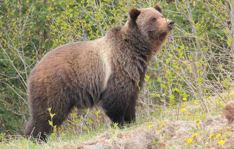PRIVATE Wilderness and Wildlife Walking Tour - 3hrs - Who should book this walk?