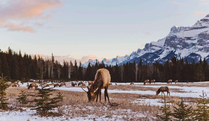 PRIVATE Wilderness and Wildlife Walking Tour - 3hrs - Meeting at Canmore Recreation Centre