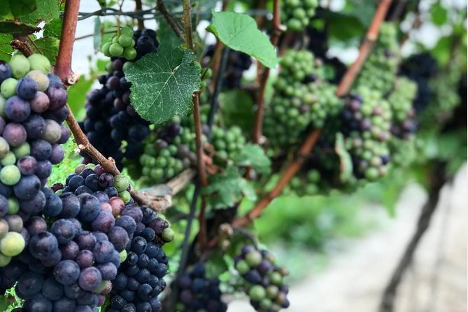 Private Wine & Charcuterie Tour (Customizable) - Why a private Niagara wine tour works well