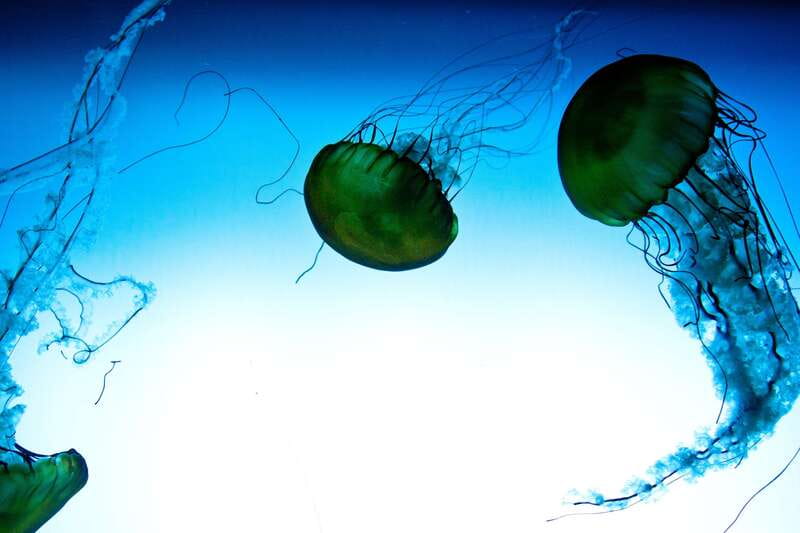 Quebec: Aquarium du Quebec Entry Ticket - Key points to know before you go