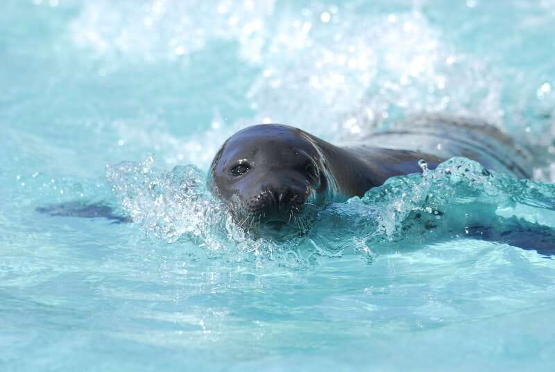 Quebec: Aquarium du Quebec Entry Ticket - Best seasons and practical timing