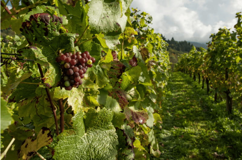 Quebec City: Island of Orleans Wine Tour - What the tasting experience is really like