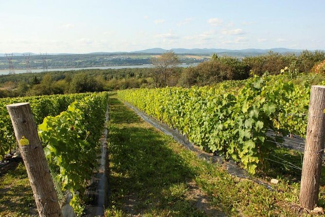 Quebec City - Tandem Bike Rental on Ile d'Orléans - Farm stands, blackberries, and local food