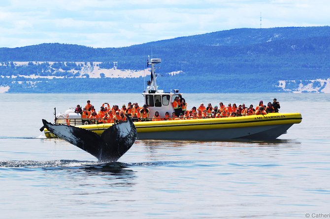 Québec City: Whale Watching Tour with Bus Transportation - From Fontaine de Tourny to the North Shore